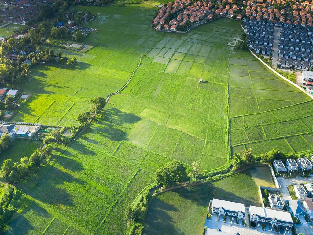 Aerial view of bright green rice paddies next to residential housing developments.