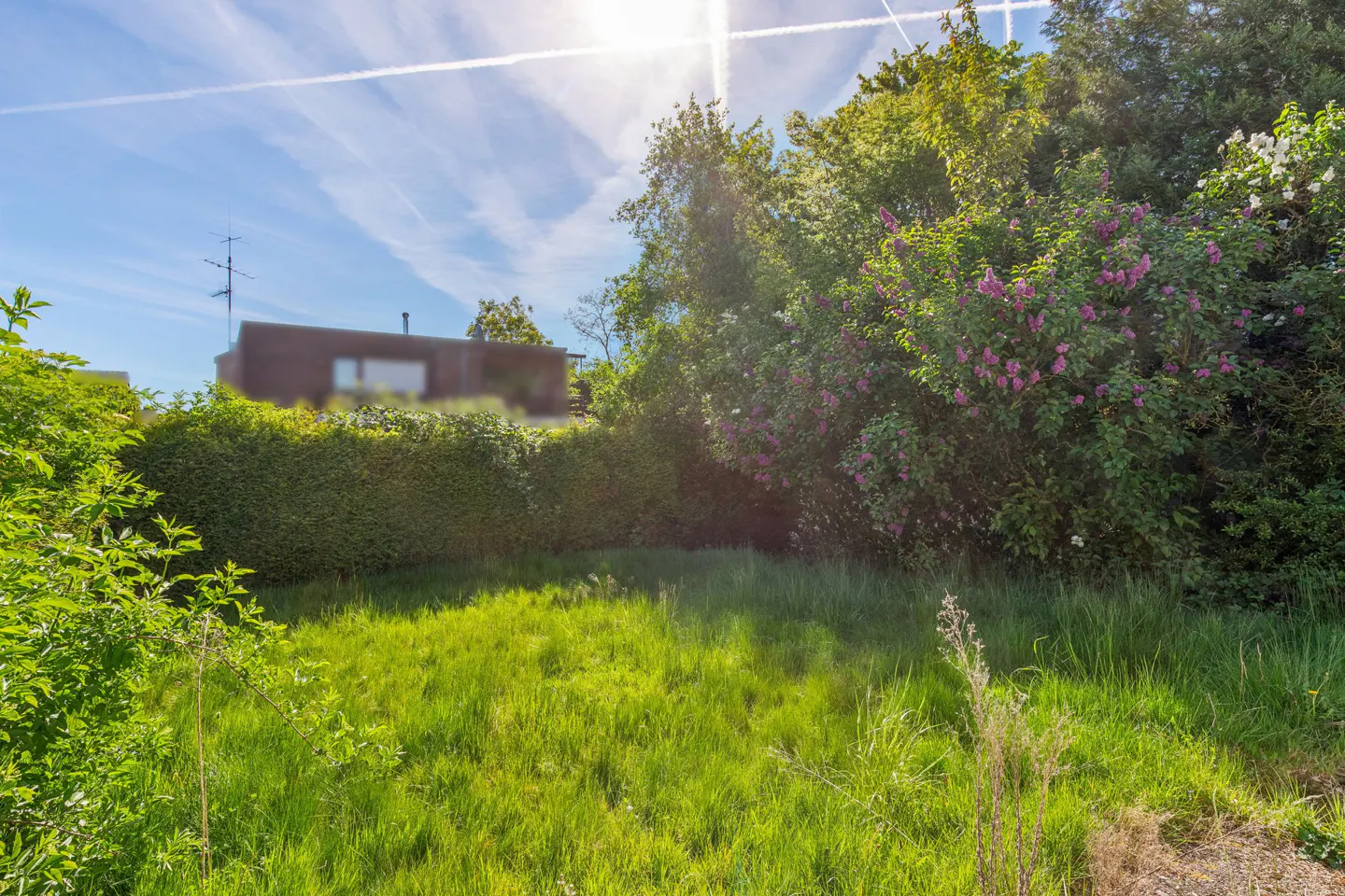 A sunny backyard with green grass, a hedge, and trees with purple flowers. A house is visible in the background.