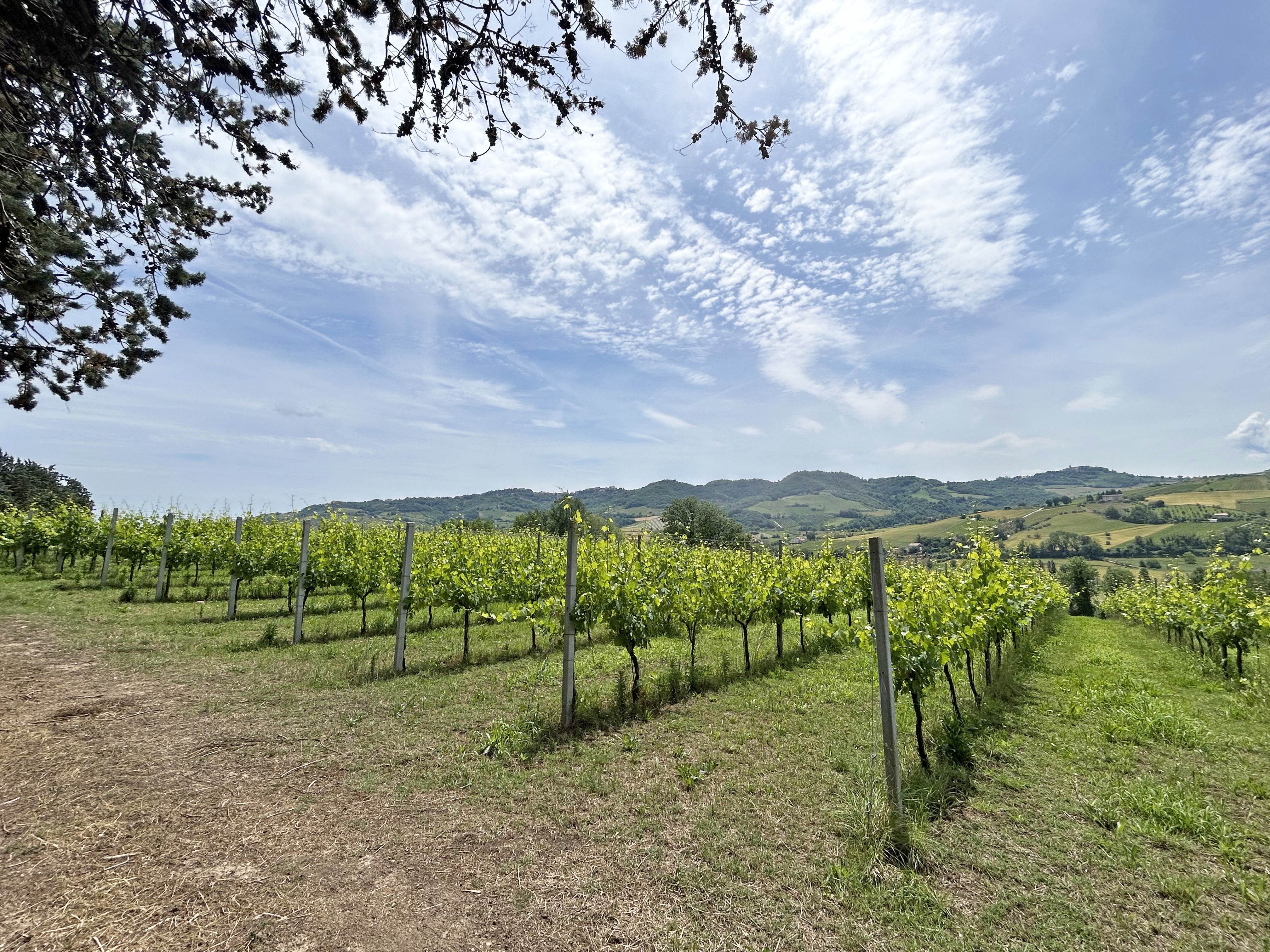 Baukomplex fertigzustellen, mit Grundstücken und Weinbergen