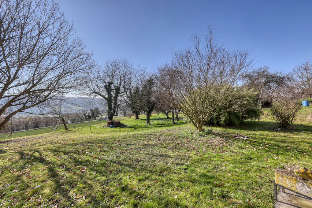 A grassy yard with bare trees under a blue sky.