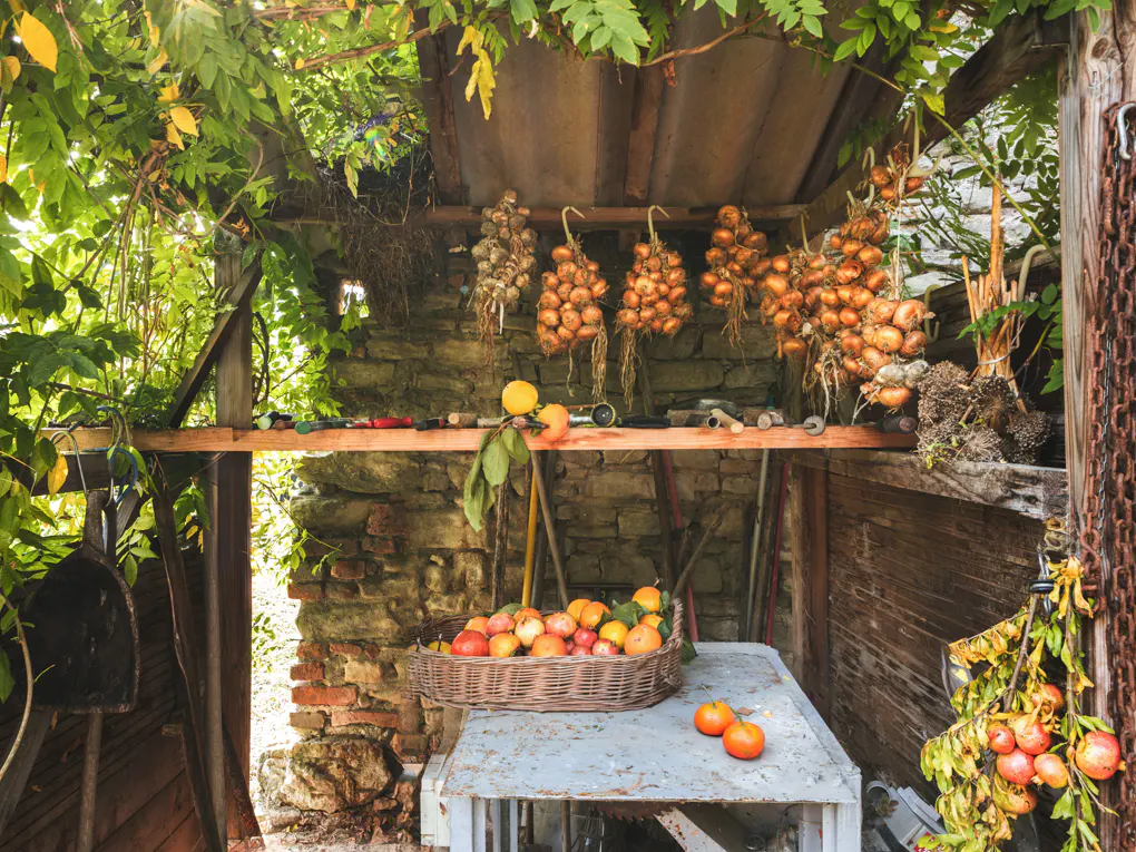 Rustic outdoor shed with hanging onions, tools, and a basket of oranges on a table. Green foliage drapes overhead.