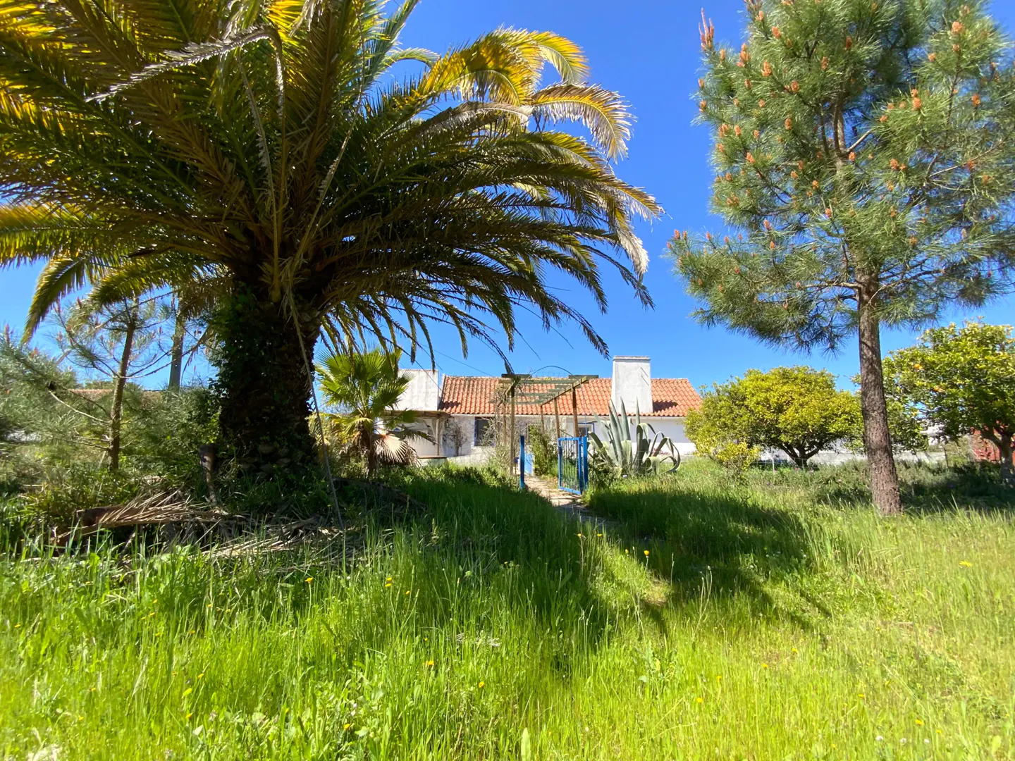 Exterior view of a white house with a red tile roof, framed by a palm tree and green grass under a clear blue sky.