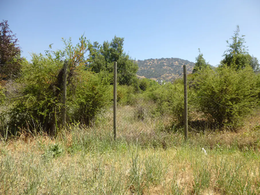 Overgrown lot with a wire fence, tall grass, and green bushes under a blue sky. A hill is visible in the background.