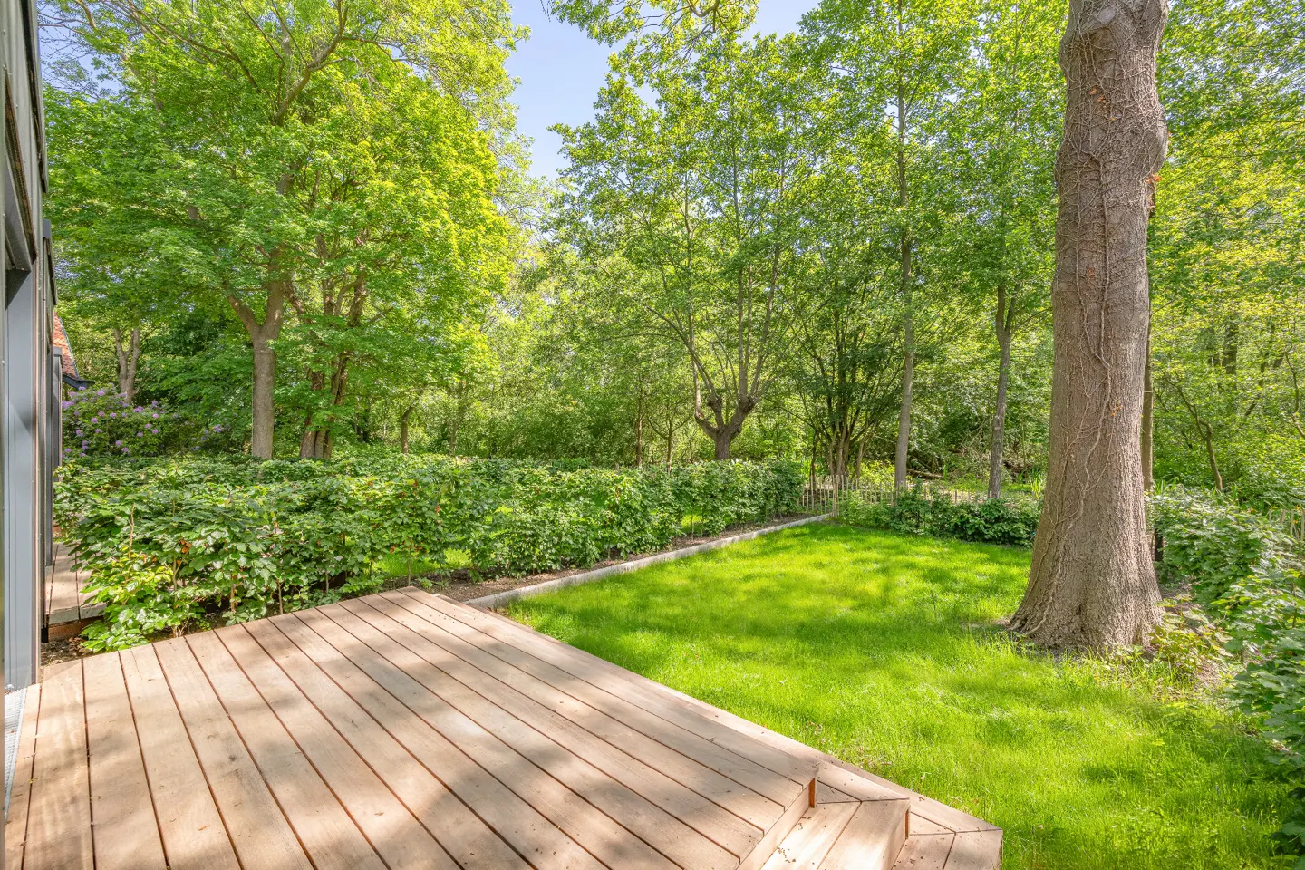 A wooden deck overlooks a lush green lawn, a hedge of shrubs, and a dense forest of tall trees on a sunny day.