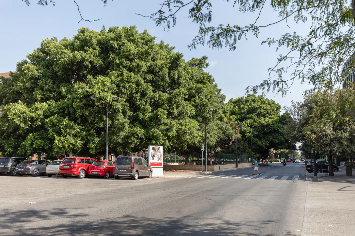 Street view with parked cars, lush green trees, and a pedestrian crossing the road on a sunny day.
