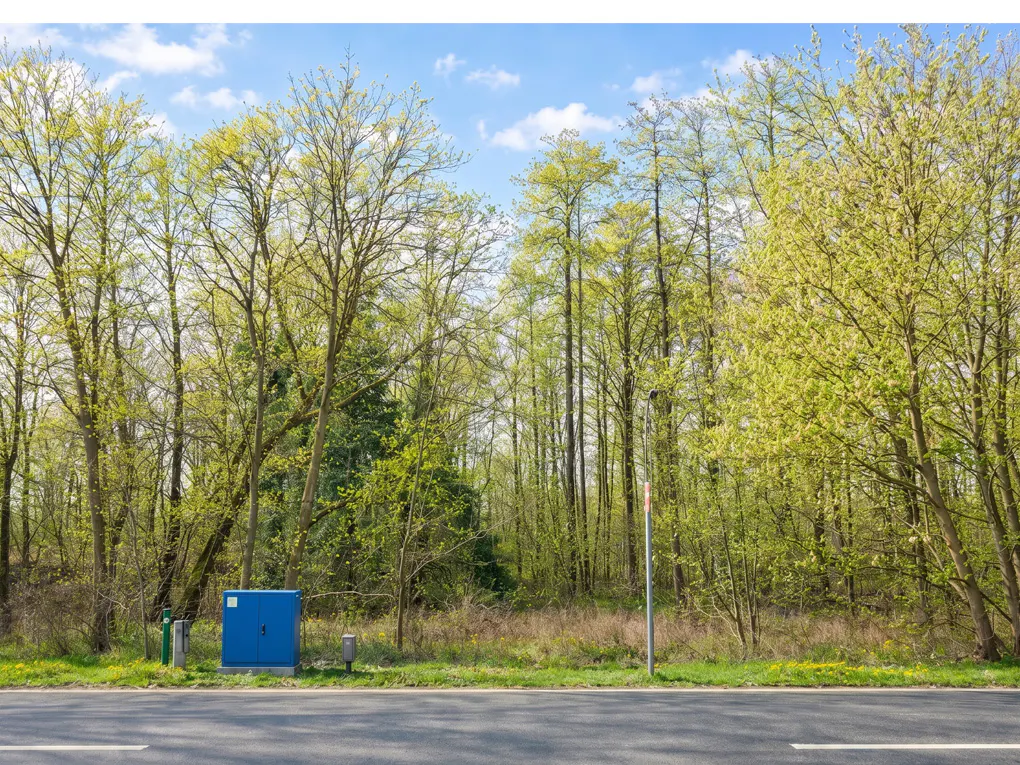 Roadside view of a forest with new green leaves, a blue utility box, and a blue sky with clouds.