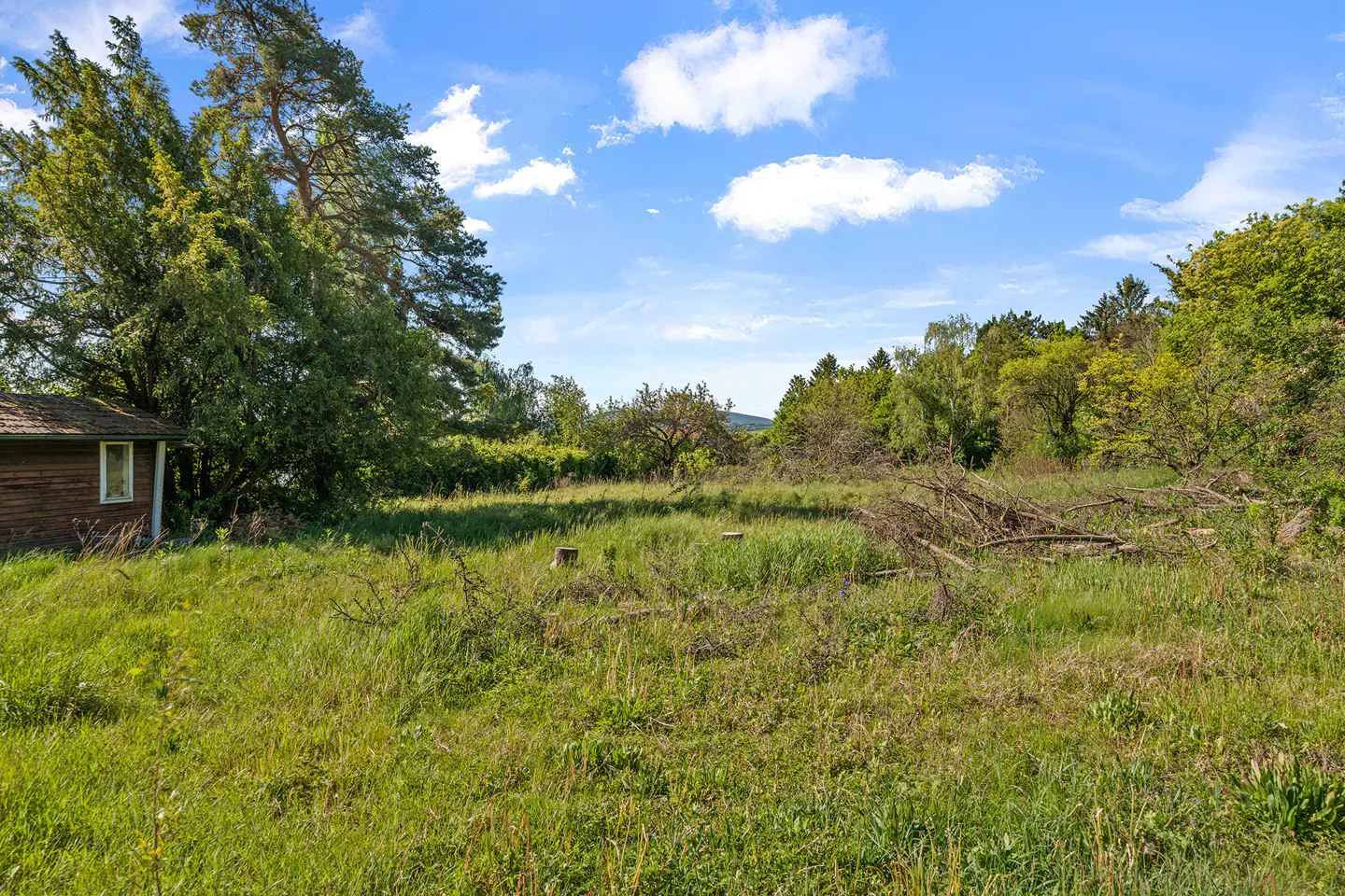 Overgrown grassy lot with trees, stumps, and a small wooden building under a blue sky with scattered clouds.