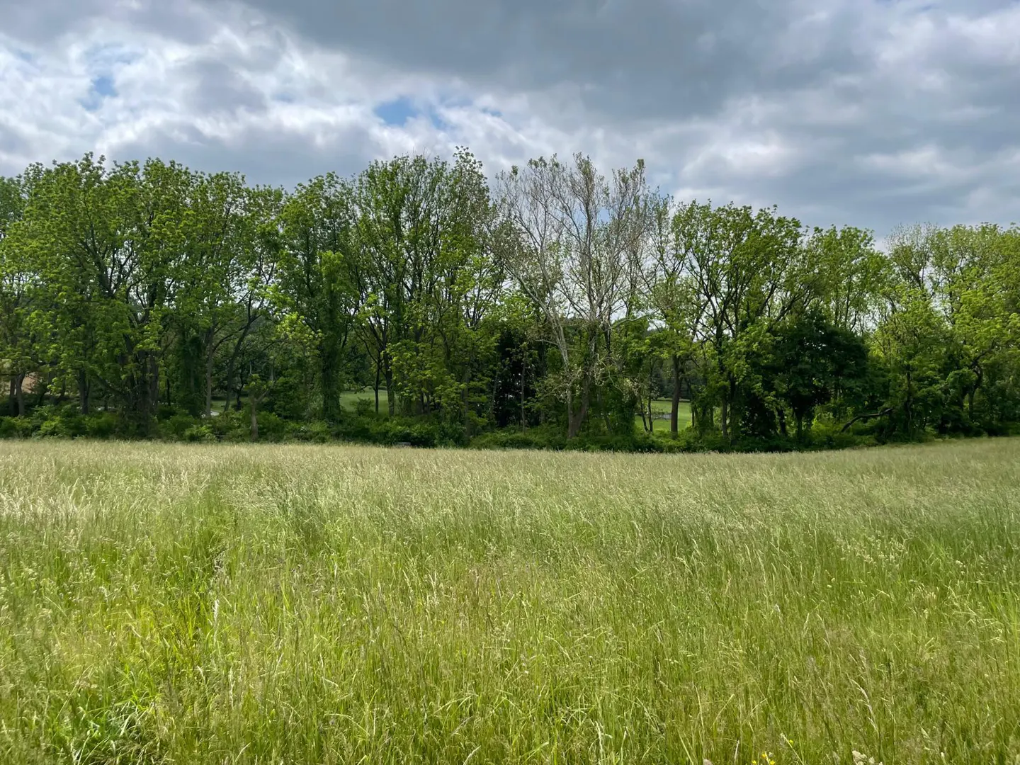 A field of tall green grass with a line of trees in the background under a cloudy sky.