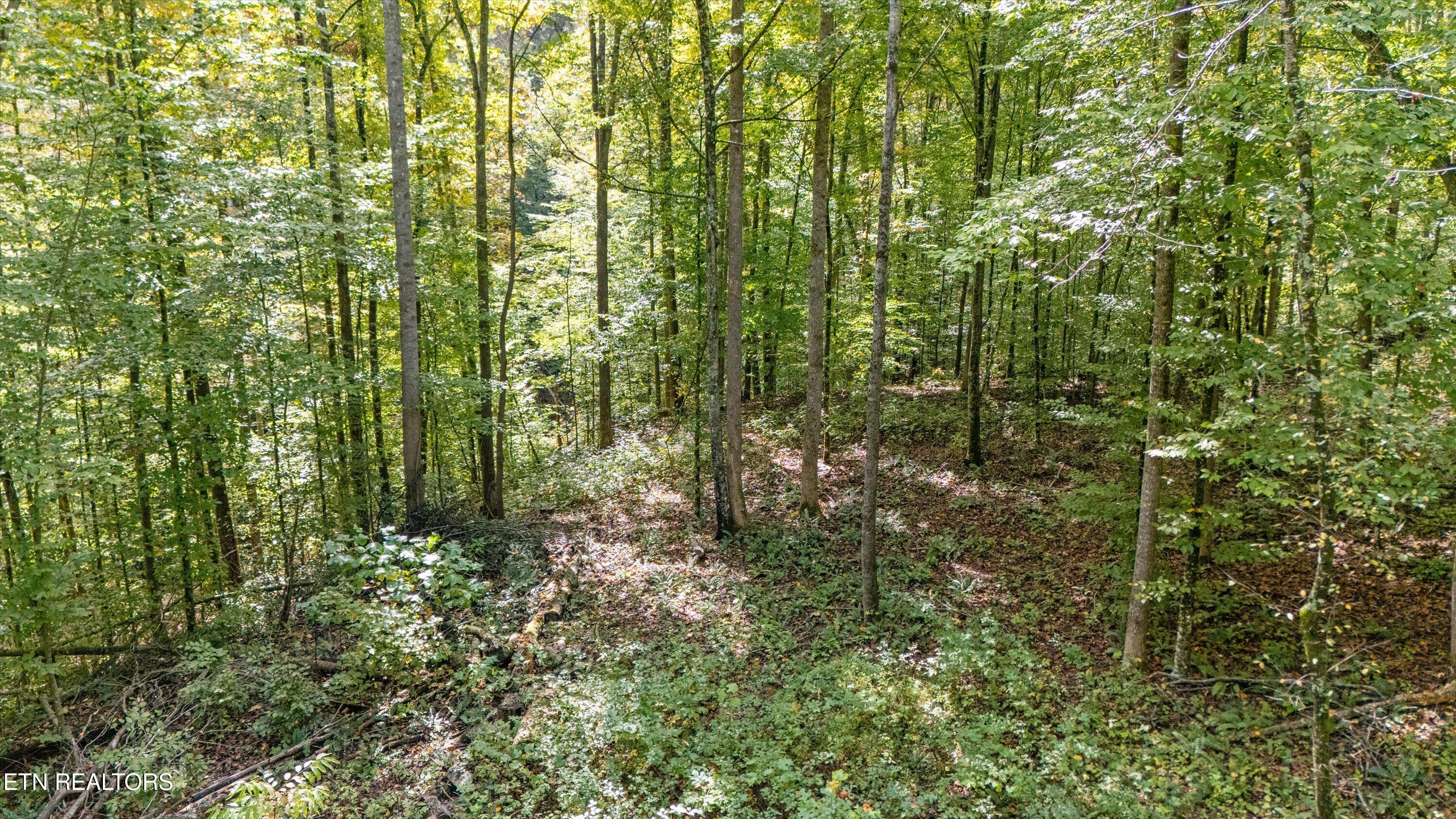 Peaceful Wooded Retreat