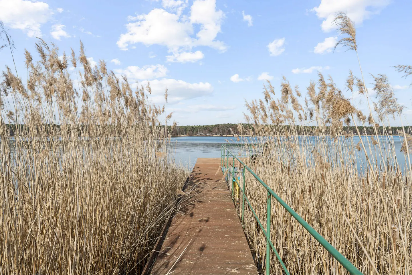 Wooden dock with green railing leads to a lake, framed by tall, dry reeds under a blue sky with scattered clouds.