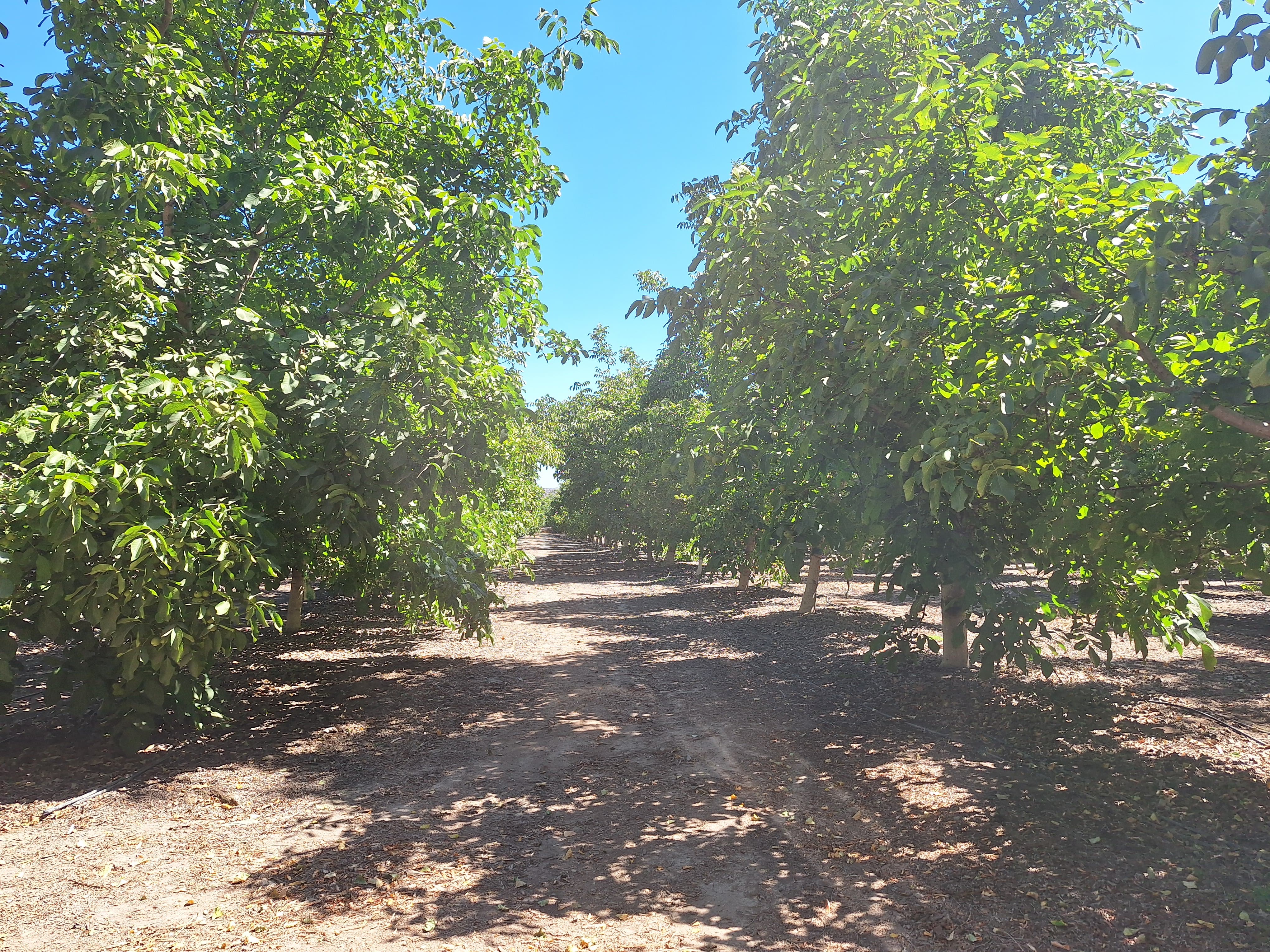 Terreno Urbano de 7,7 Há en Buin