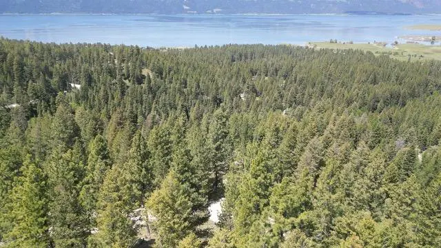 Aerial view of a dense green forest with a blue lake and mountains in the background.