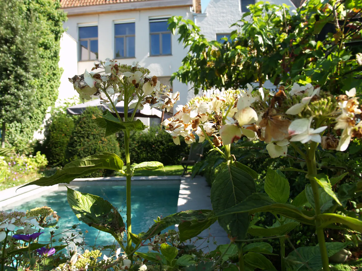 White hydrangea flowers in the foreground of a sunny backyard with a swimming pool and a white house in the background.