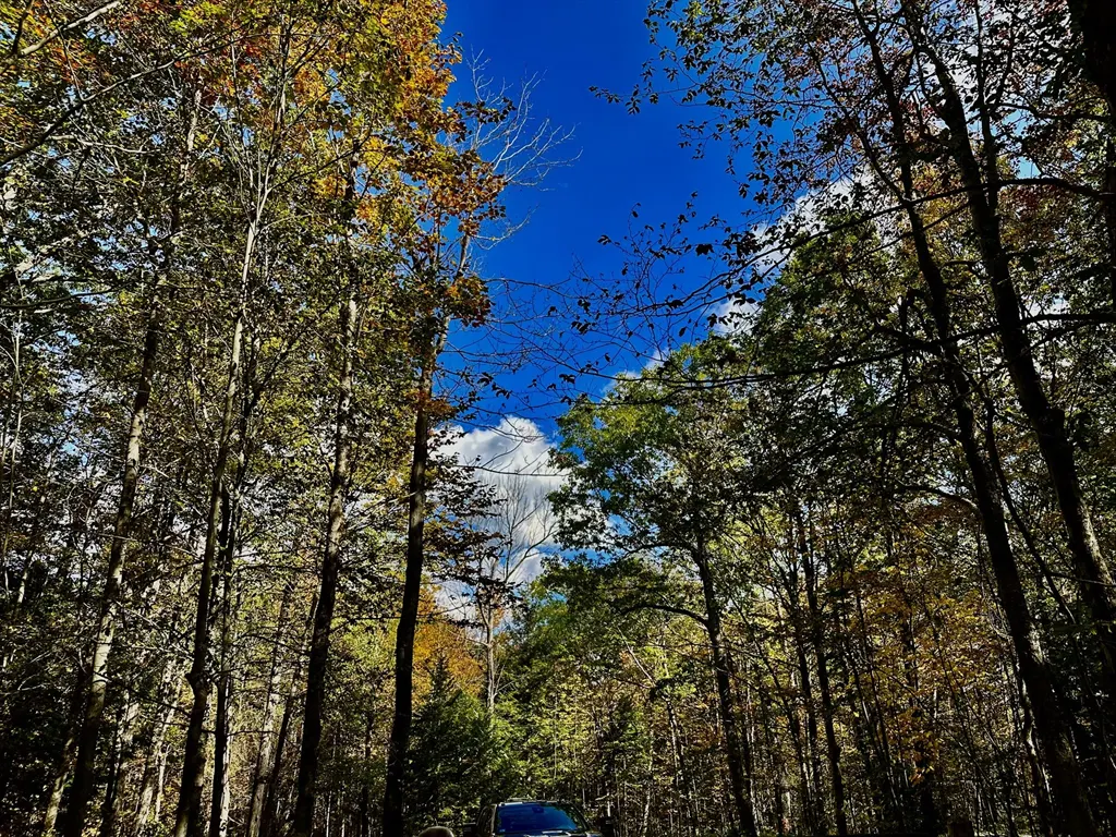 Looking up through tall trees with autumn leaves, a bright blue sky is visible.