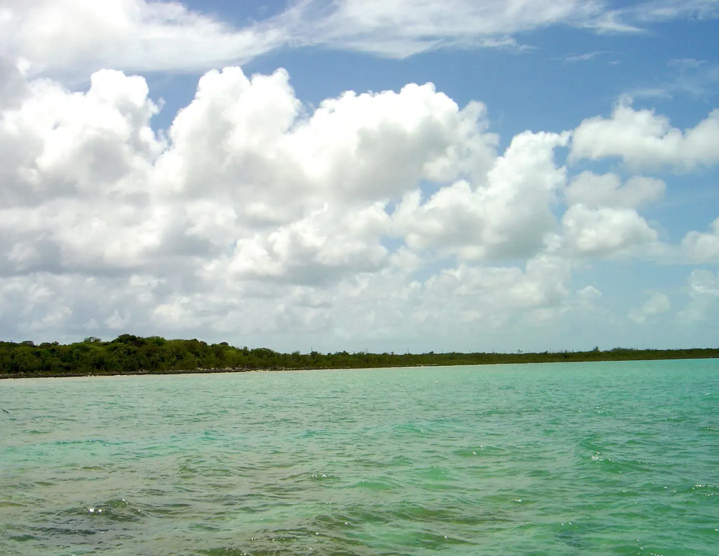 Aqua ocean water with small waves, green trees on the horizon, and a blue sky with white clouds.