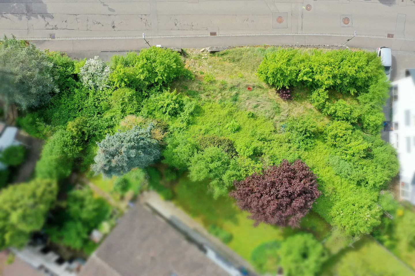 Aerial view of a lush, overgrown lot with green trees and shrubs, bordered by a road and houses.