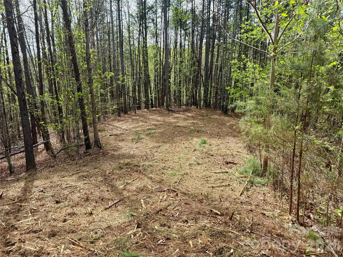 A clearing in a forest, covered in brown pine straw and small branches, surrounded by tall trees.