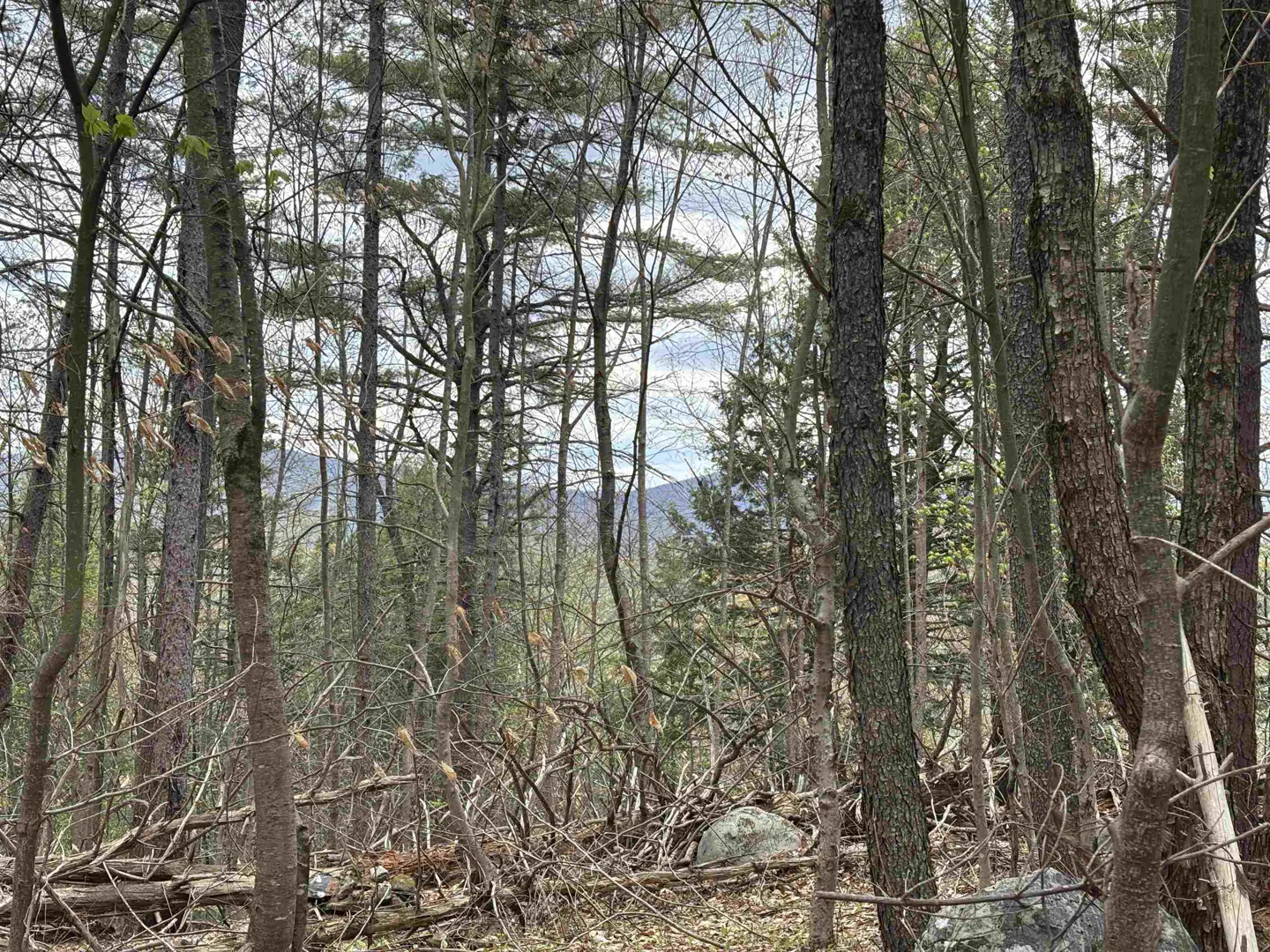 A wooded lot with bare trees and fallen branches, with a mountain visible in the distance.