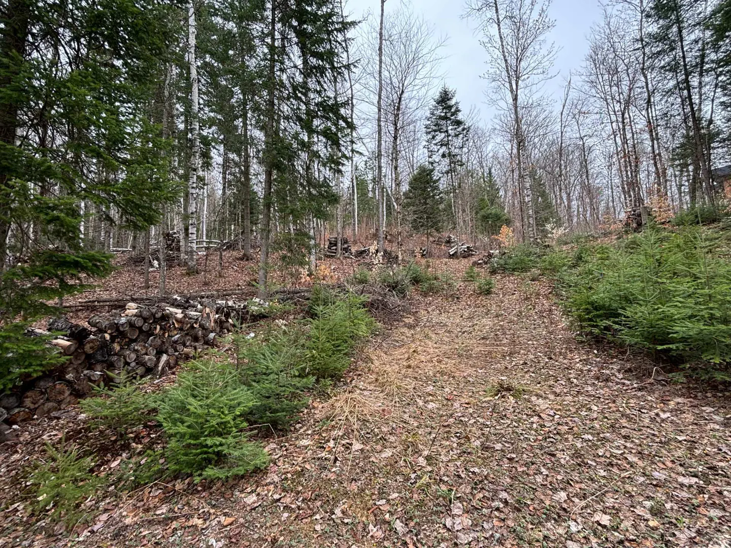 A wooded lot with a pile of logs on the left and a path covered in brown leaves leading uphill. Evergreen and bare trees are visible.