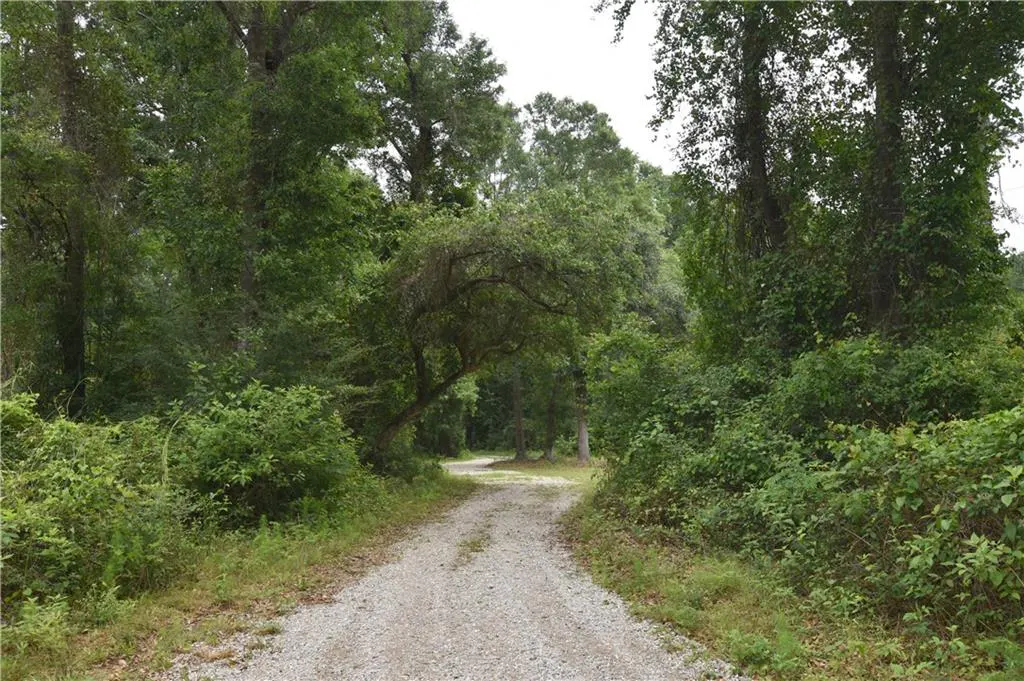Gravel driveway curves through a lush green forest. Tall trees and dense bushes line the path.
