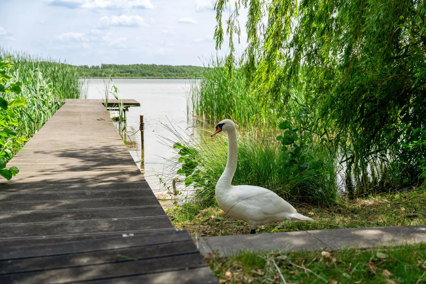 A white swan stands near a wooden dock on a lake, surrounded by green grass and trees.