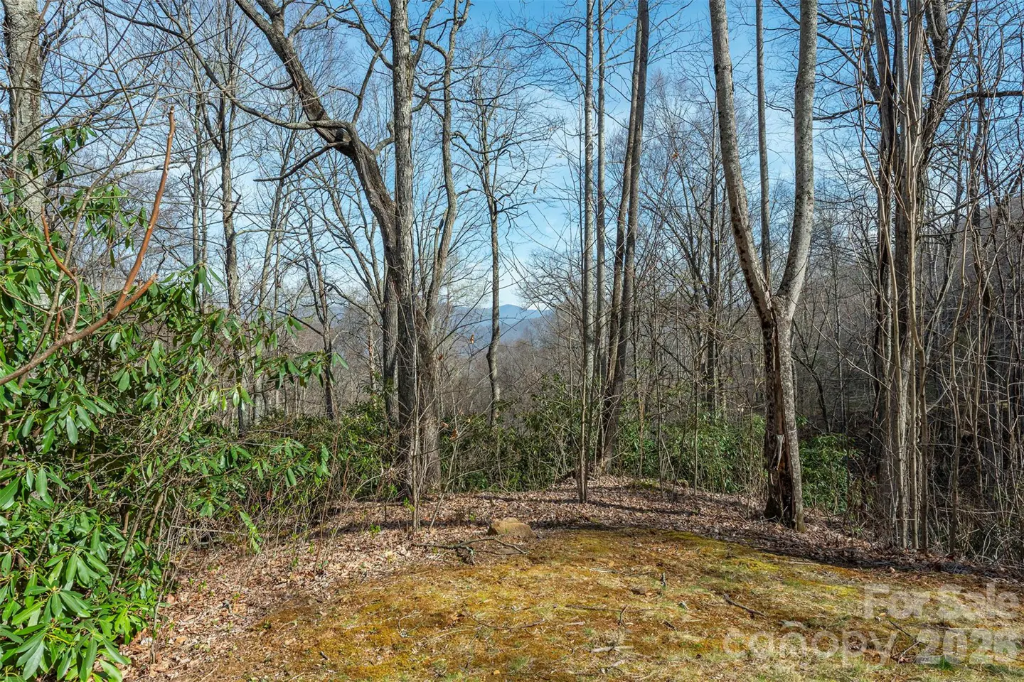 Wooded homesite with bare trees and green bushes under a blue sky. Mountains are visible in the distance.