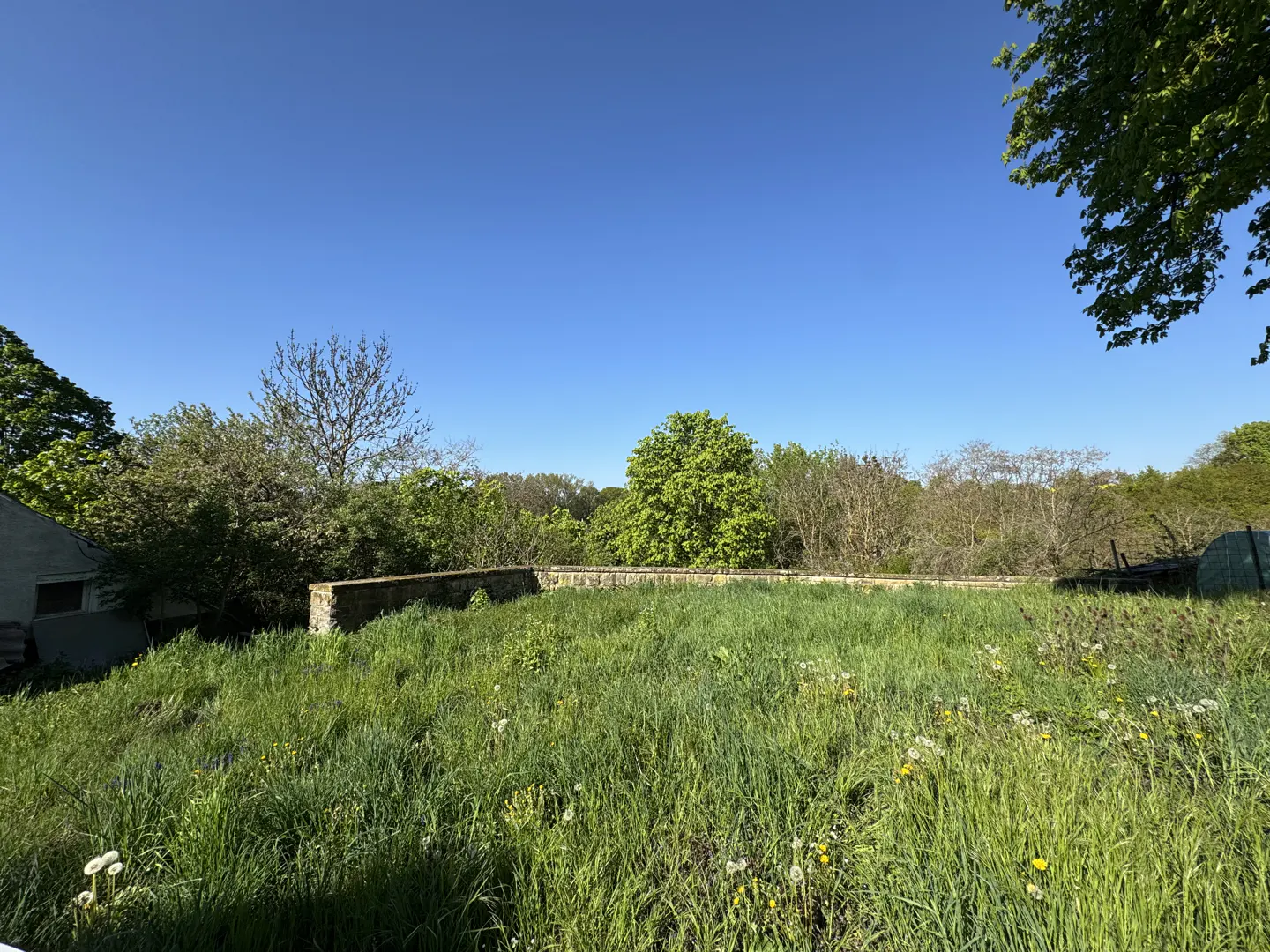 Overgrown grassy lot with a stone wall, trees, and a clear blue sky above.