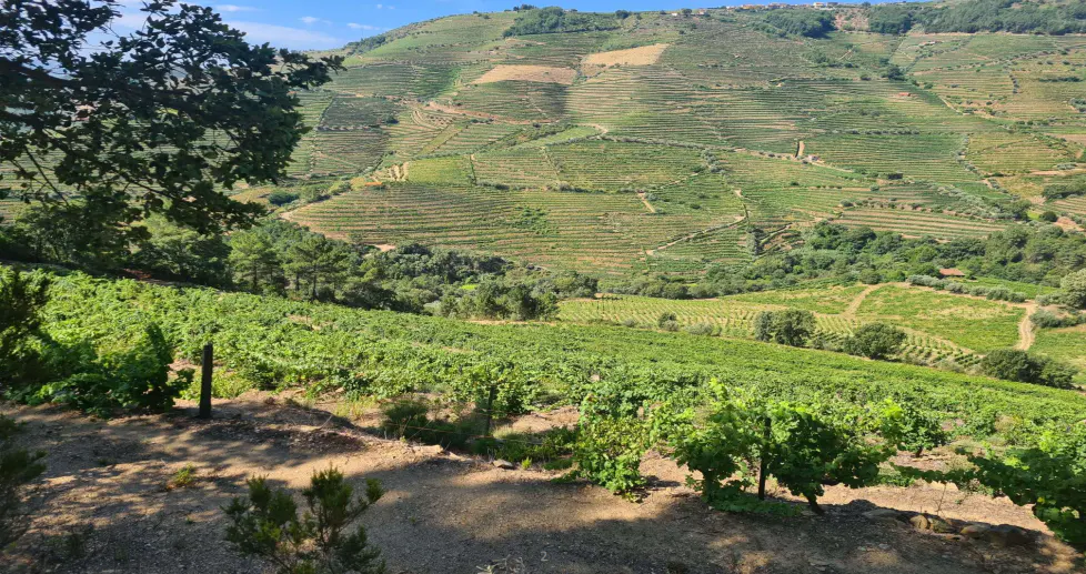 A scenic view of a green vineyard on a hillside, with terraced rows of vines and trees under a blue sky.