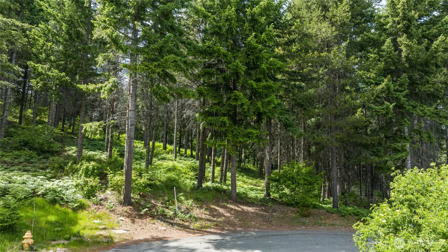 Lush green forest with tall trees and undergrowth on a sunny day. A paved road is in the foreground.