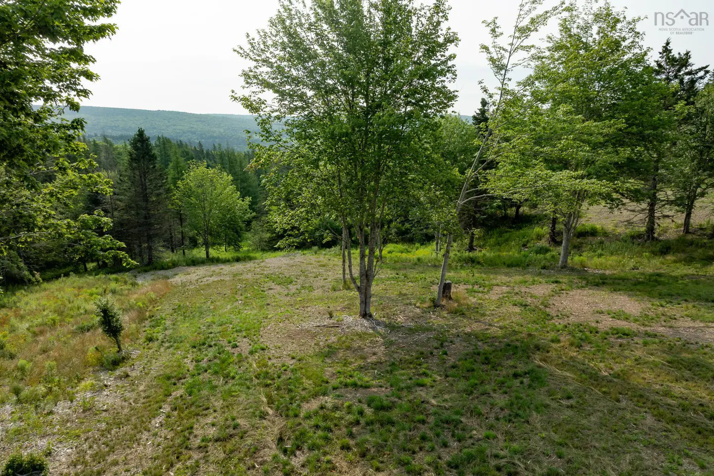 A clearing with green grass and trees, with a forest in the background.