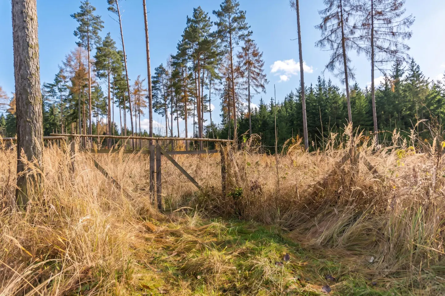 A wooden fence stands in a field of tall, dry grass, with a forest of tall trees in the background under a blue sky.