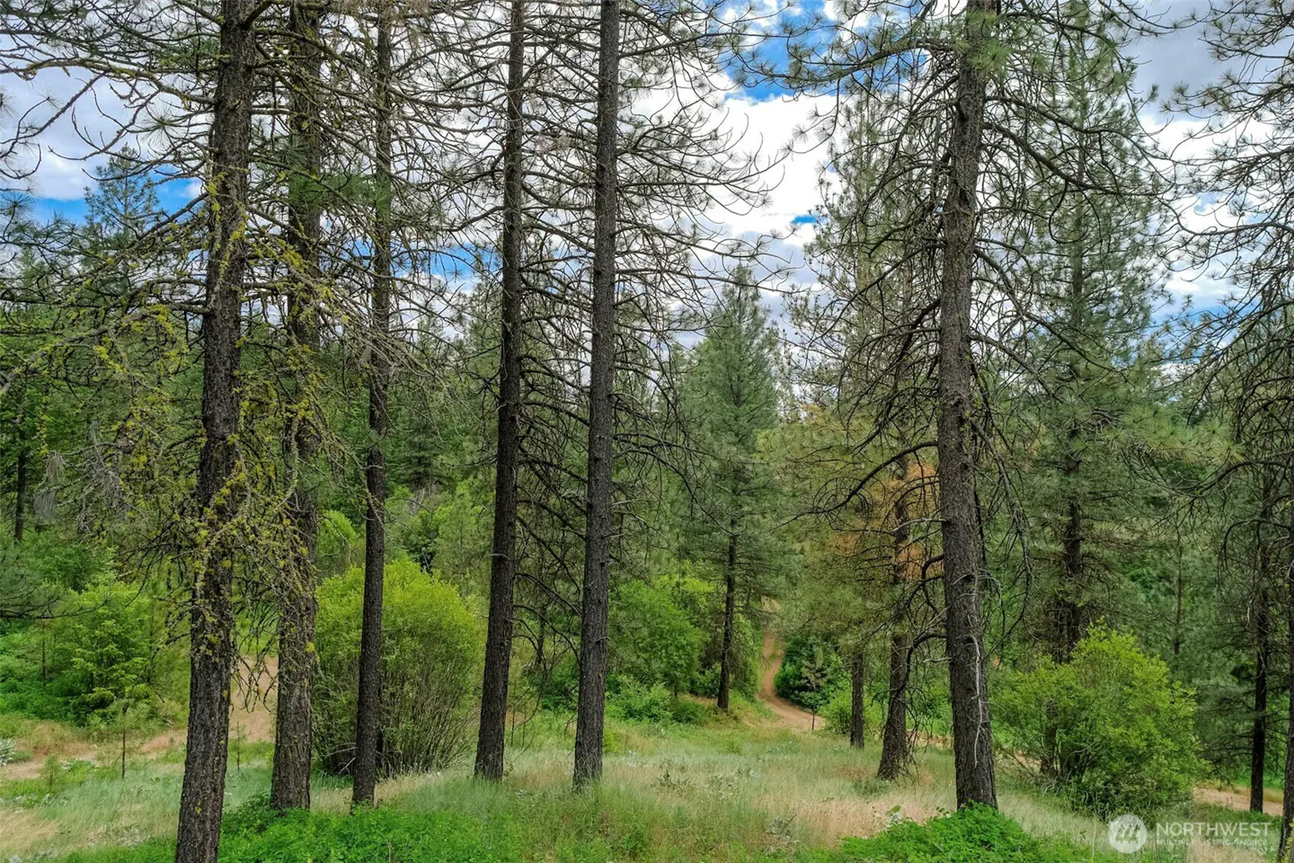 Tall pine trees stand in a grassy, wooded landscape under a blue sky with white clouds.