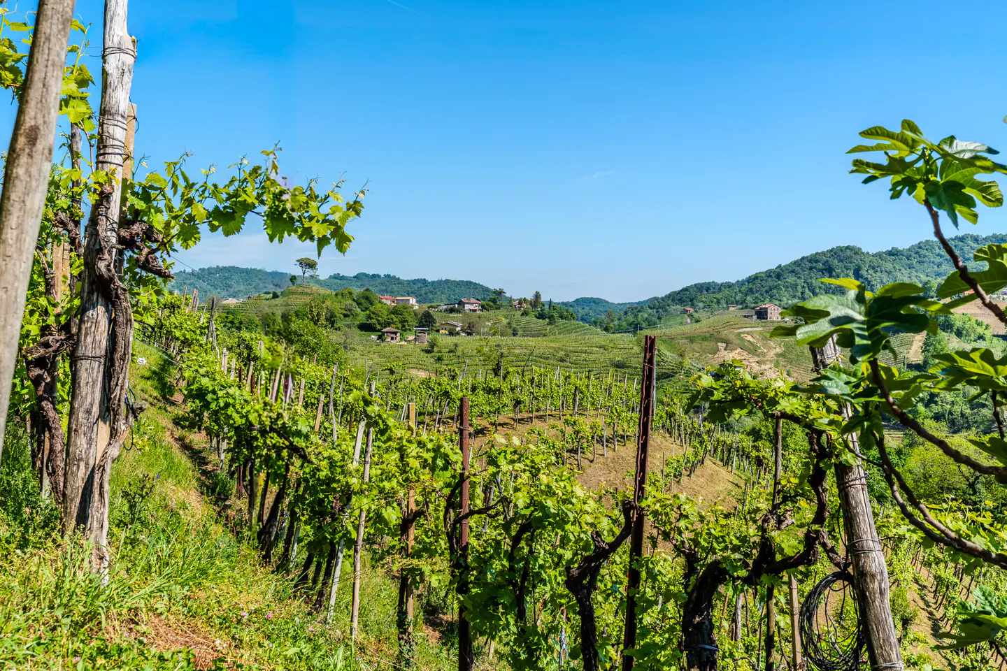 Vineyard rows on a green hillside under a blue sky. Distant houses dot the landscape.