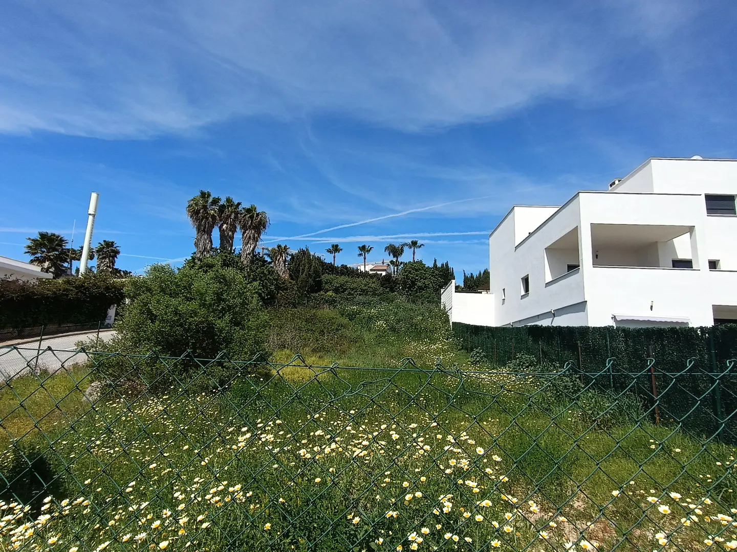 Vacant lot with daisies and green fence, modern white house and palm trees in background under a blue sky.