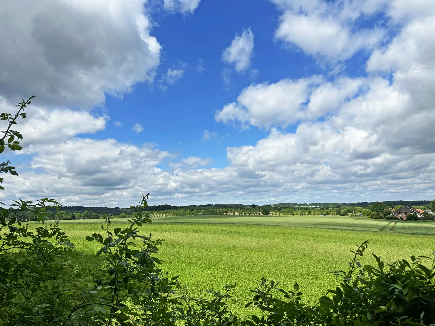 A vast, vibrant green field under a bright blue sky with fluffy white clouds, framed by leafy green bushes in the foreground.
