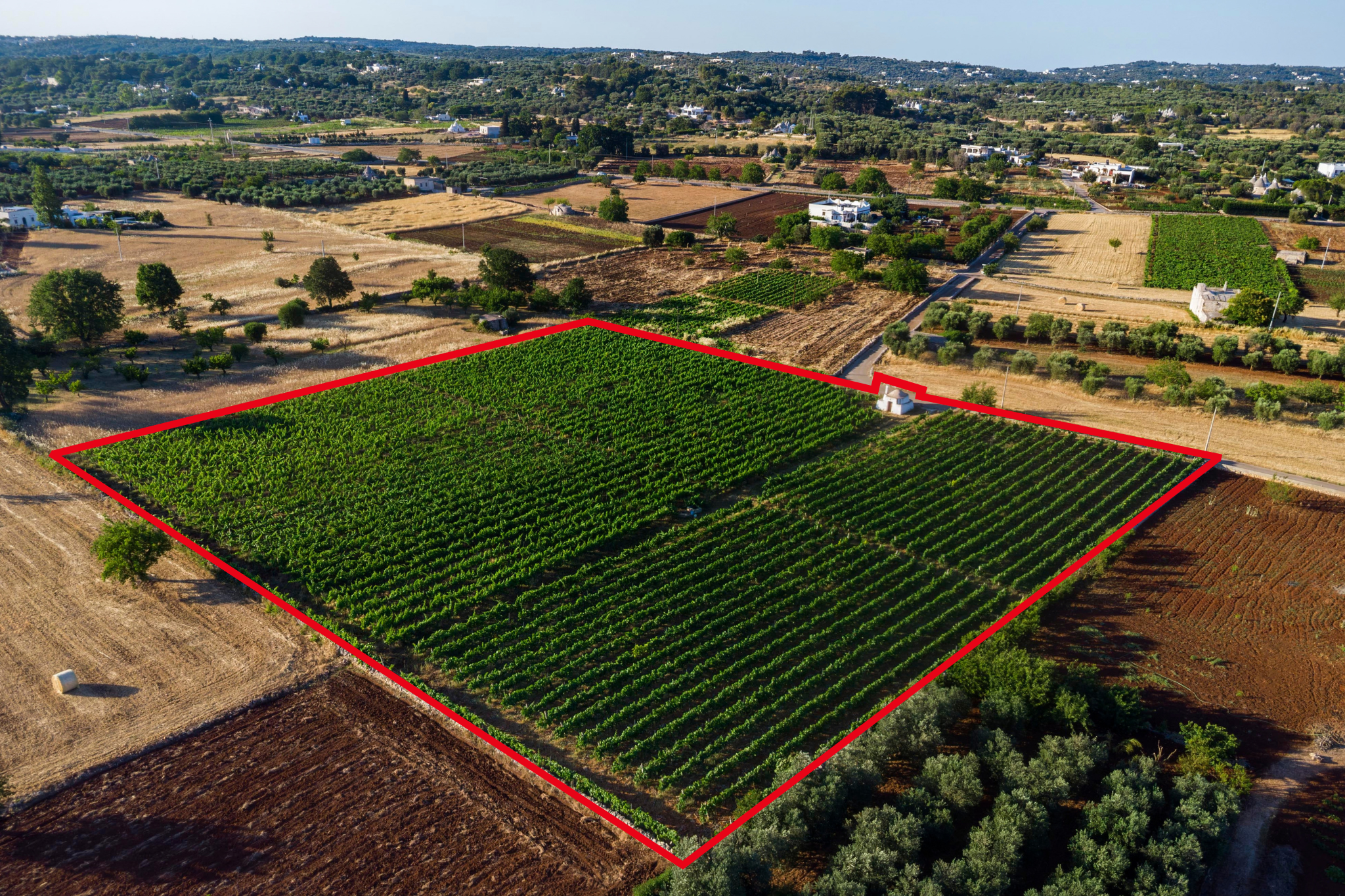 Vineyard with building potential in the heart of the Itria Valley