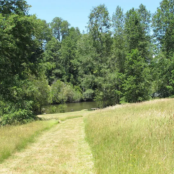 A grassy path leads to a pond surrounded by green trees under a blue sky.