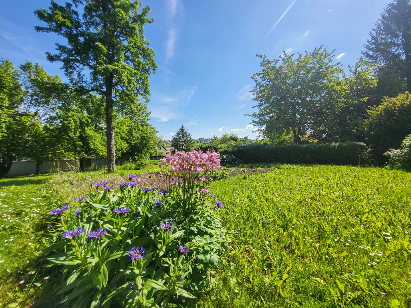 Lush green garden with blue and pink flowers under a bright blue sky with scattered trees.