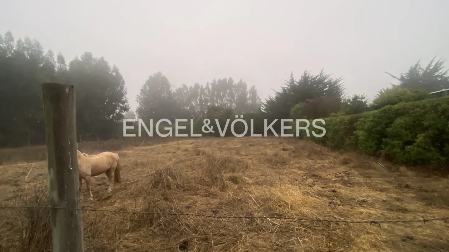 Foggy landscape with a tan horse grazing in a field, behind a wire fence. Engel & Völkers logo overlayed.