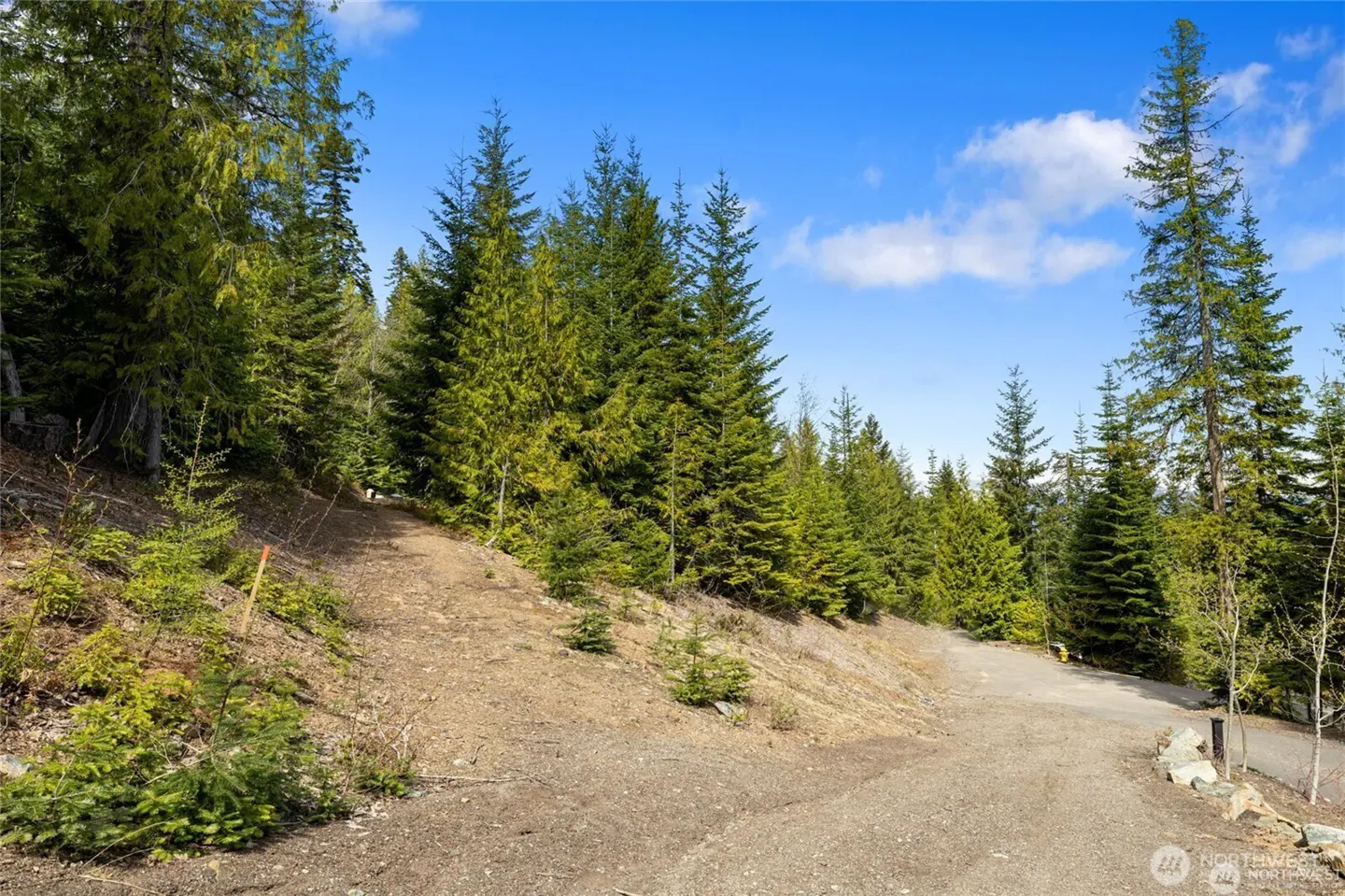 A dirt road winds through a forest of green pine trees under a blue sky with scattered clouds.