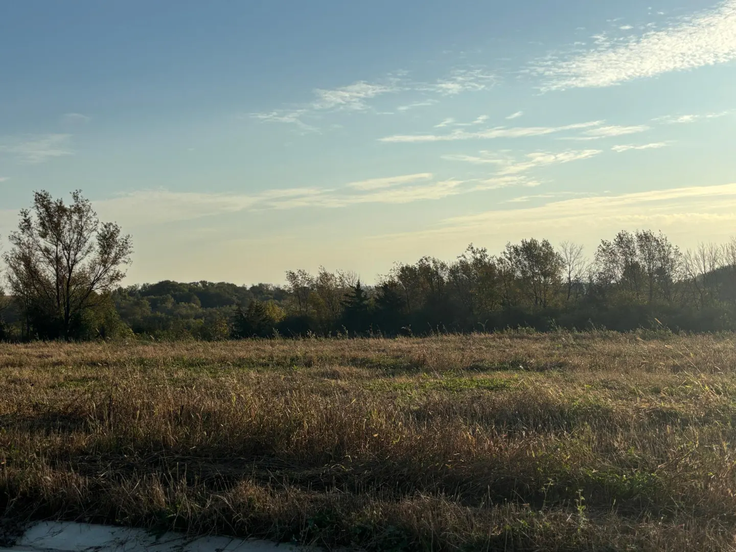 A field of tall, dry grass under a blue sky with scattered clouds. Trees line the horizon.