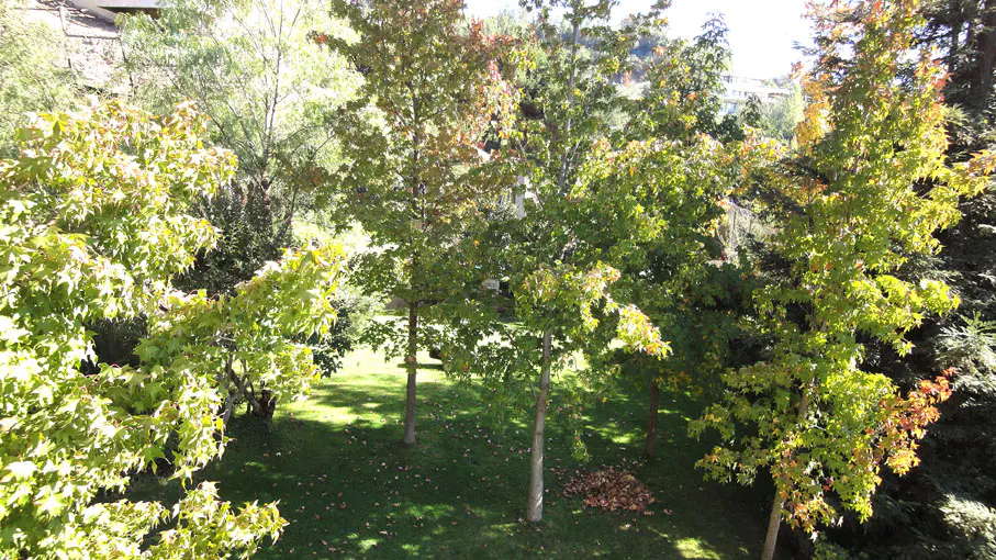 View of a green lawn with trees, some with autumn leaves, and a pile of leaves on the grass.