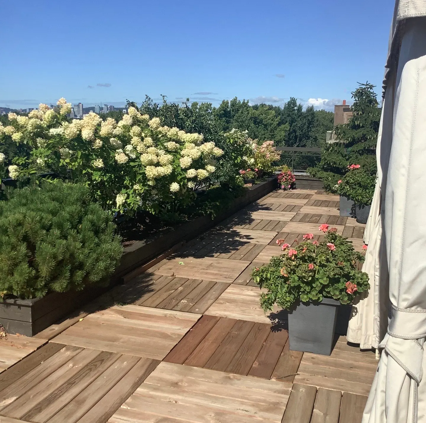 Rooftop garden with wood-plank flooring, potted plants, and white hydrangeas. City skyline visible in the distance under a blue sky.