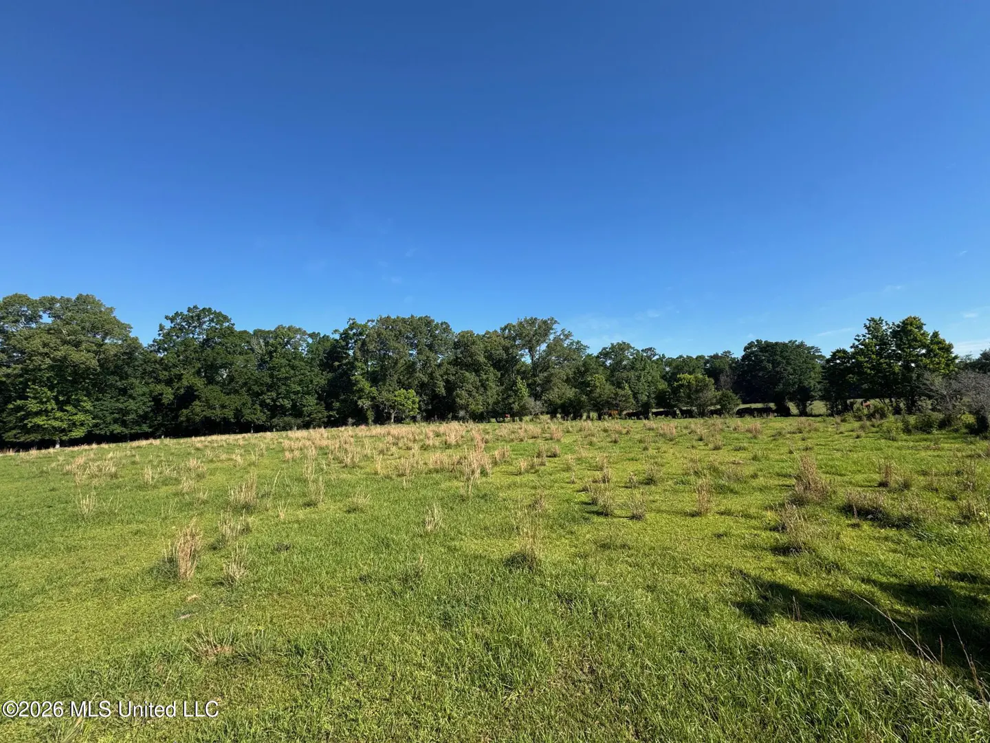 A grassy field under a clear blue sky, bordered by a line of trees in the background.