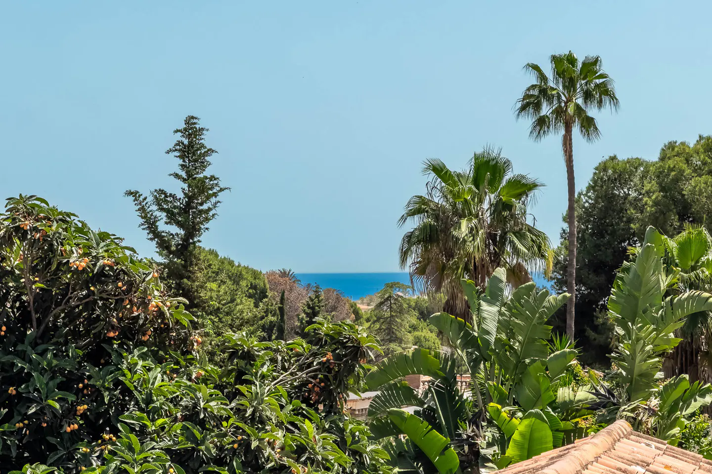 View of the ocean through lush green trees and palms under a clear blue sky.