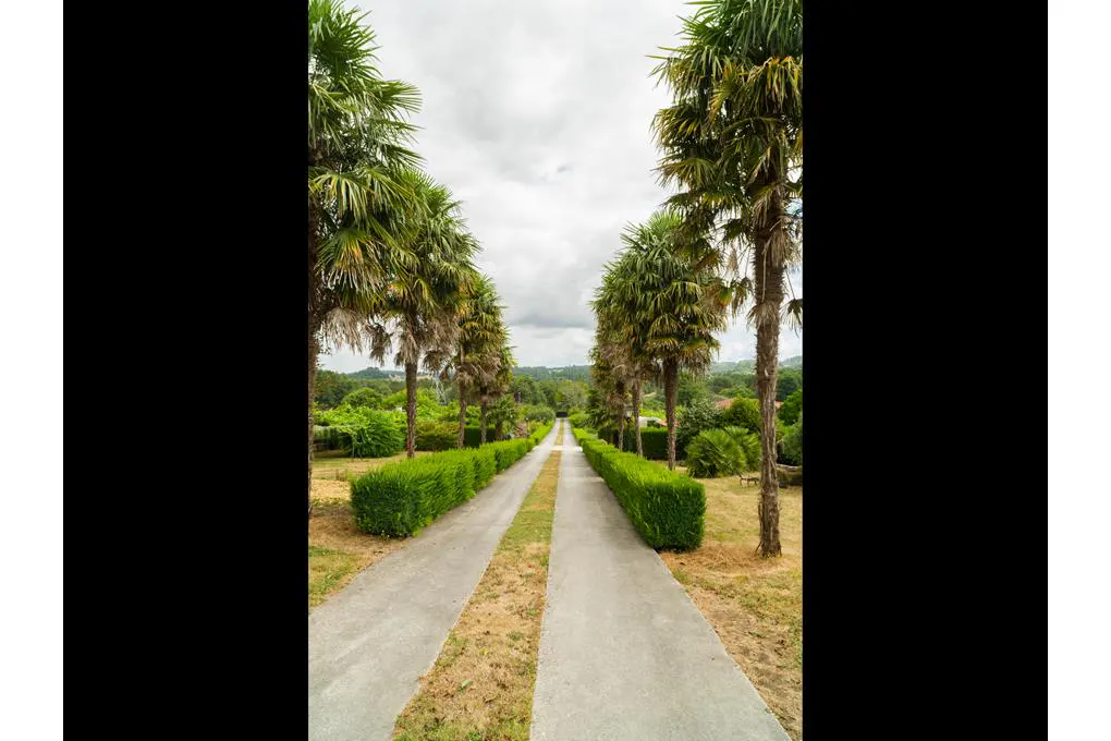 A concrete driveway lined with tall palm trees and manicured green hedges leads toward a distant landscape under a cloudy sky.