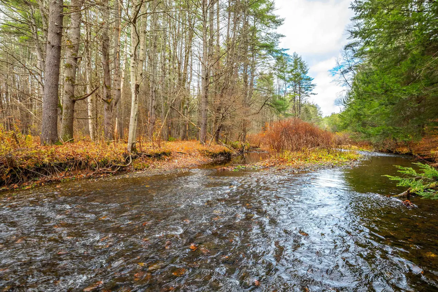 A shallow stream flows through a forest with trees and autumn leaves.