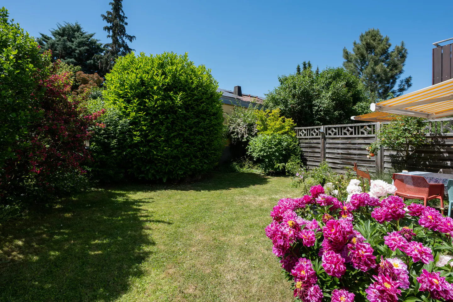 A sunny backyard with a green lawn, lush bushes, and a vibrant patch of pink peonies in the foreground under a blue sky.