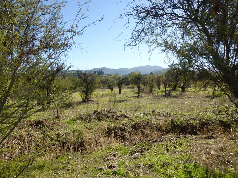 A field with sparse trees under a blue sky, framed by tree branches. Mountains are visible in the distance.