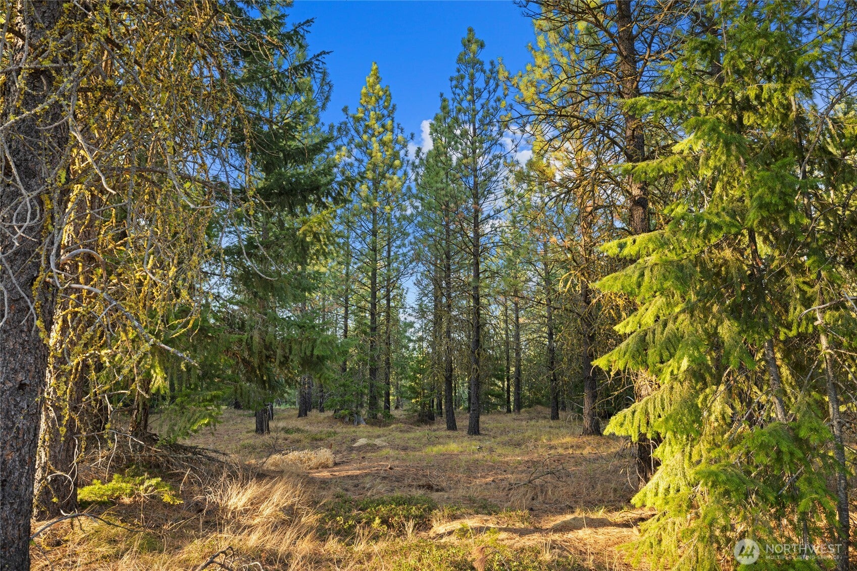 Build your Luxury Dream Mountain Getaway in Washington